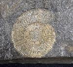 Dactylioceras commune (SOWERBY 1815) - Bild © FossNet FossilienStore